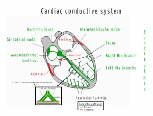 Conduction system of the heart.jpg