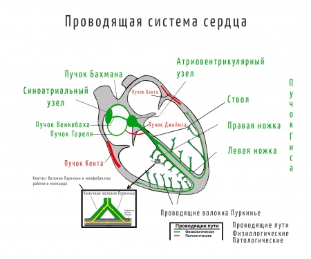 Проводящая система сердца презентация